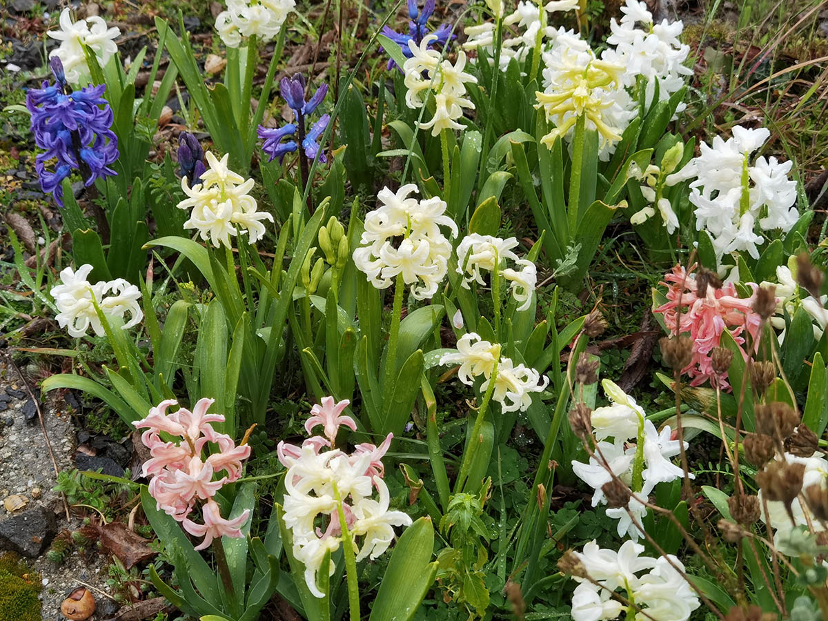 Hyacinthus orientalis 'alba'